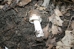 Amanita ceciliae