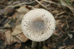 Amanita ceciliae