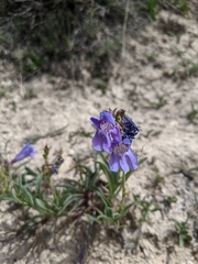 Penstemon leiophyllus