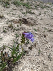 Penstemon leiophyllus