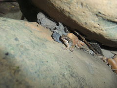 Mannophryne trinitatis