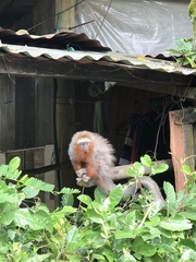 Plecturocebus ornatus