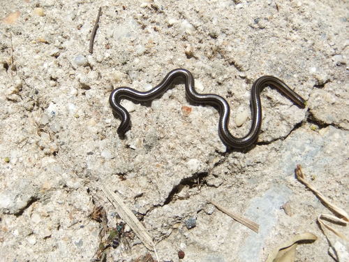 Photo of a Guyana Blind Snake (Epictia tenella)