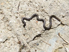 Epictia tenella