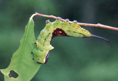 Kamalia australis