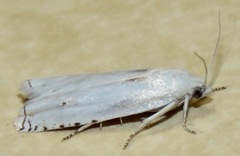 Hystrichophora vestaliana