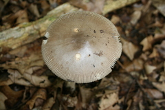 Amanita ceciliae