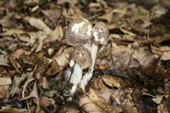 Amanita ceciliae