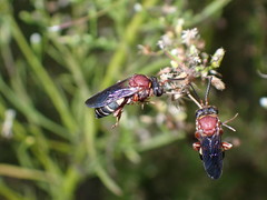 Triepeolus rufithorax