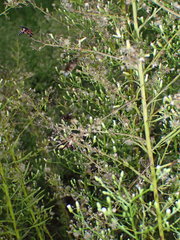 Triepeolus rufithorax