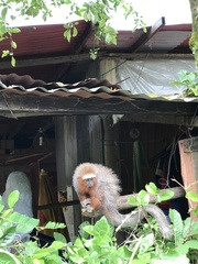 Plecturocebus ornatus