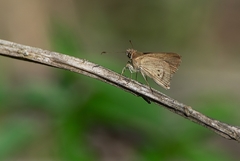Cymaenes tripunctata