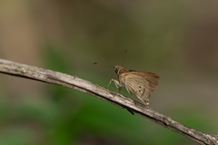 Cymaenes tripunctata