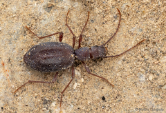 Melaphorus elegans