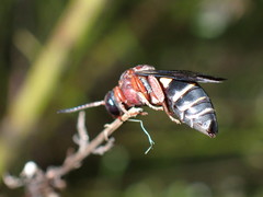 Triepeolus rufithorax