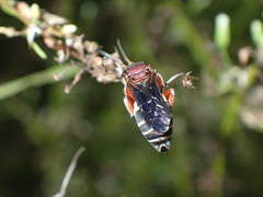 Triepeolus rufithorax