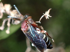 Triepeolus rufithorax