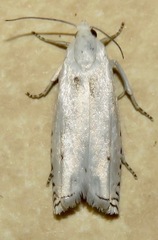 Hystrichophora vestaliana