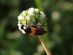Macrosiagon flavipennis