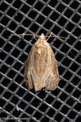 Olethreutes quadrifidum
