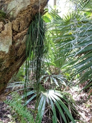 Vittaria lineata image