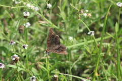 Junonia stemosa