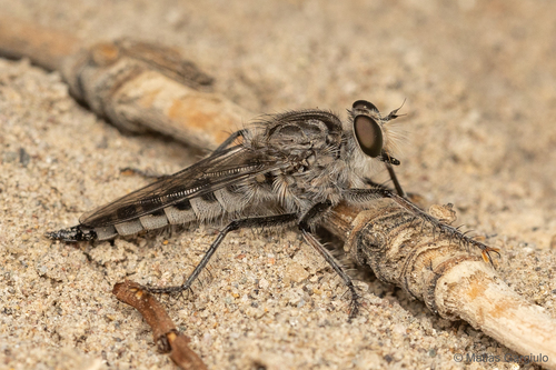 Cratolestes wirthi