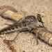 Cratolestes wirthi - Photo (c) MatiasG, some rights reserved (CC BY-ND), uploaded by MatiasG