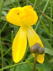 Zephyranthes citrina
