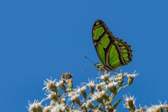 Philaethria wernickei