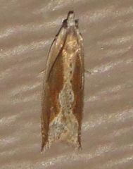 Ancylis diminuatana
