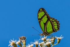 Philaethria wernickei