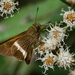 Conflua Skipper - Photo (c) Luciano Bernardes, some rights reserved (CC BY-NC), uploaded by Luciano Bernardes