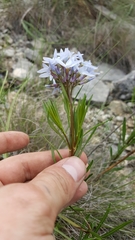 Amsonia ciliata texana