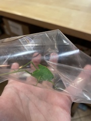 Microcentrum rhombifolium