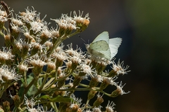 Hesperocharis paranensis