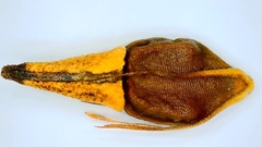 Rhynchospora indianolensis