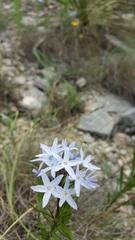 Amsonia ciliata texana