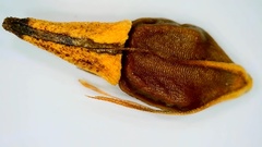 Rhynchospora indianolensis