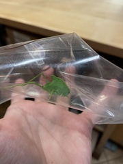 Microcentrum rhombifolium