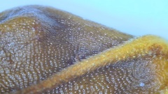 Rhynchospora indianolensis