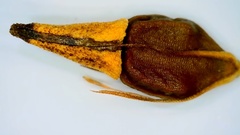 Rhynchospora indianolensis