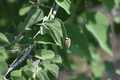 Agaeocera gentilis