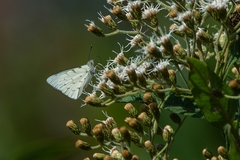 Hesperocharis paranensis