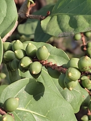 Coccoloba diversifolia