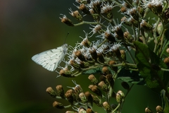 Hesperocharis paranensis