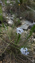 Amsonia ciliata texana