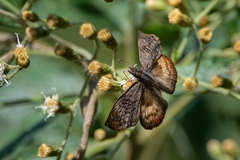 Theagenes dichrous