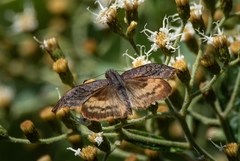 Theagenes dichrous