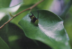 Kamalia australis